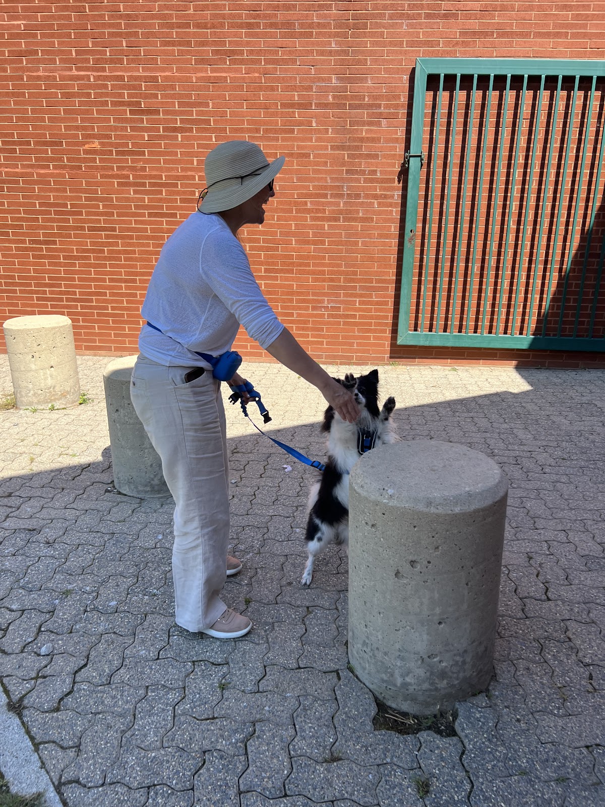 Social Tailwaggers Dog Training & Behavior Consultation